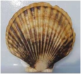 coquillage coquillage