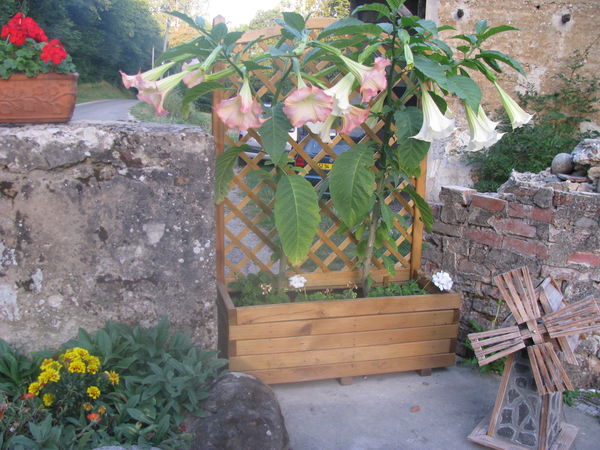 les fleurs du moulin Piongo (gite campagne)