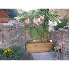 les fleurs du moulin Piongo (gite campagne)