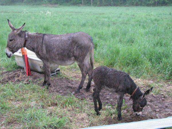 comme sa maman Roxy, arrivée sous la pluie ! comme sa maman Roxy, arrivée sous la pluie !