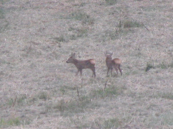 nos bébés chevreuils de l'été dernier ont dû bien grandir... nos bébés chevreuils de l'été dernier ont dû bien grandir...