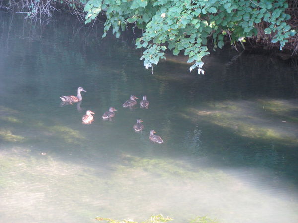 Maman canard et ses 6 b&eacute;b&eacute;s habitent dans le canal