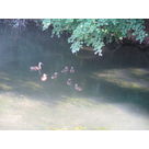 Maman canard et ses 6 b&eacute;b&eacute;s habitent dans le canal