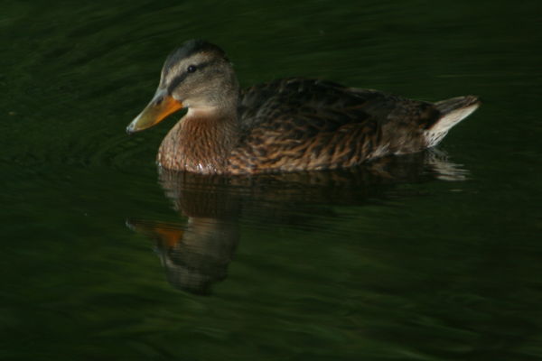 un beau colvert un beau colvert