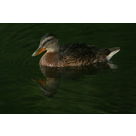 un beau colvert