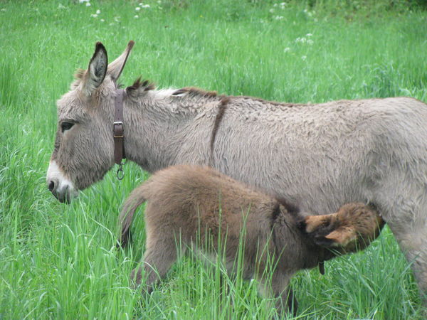 Antigone d&eacute;jeune
