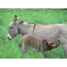 Antigone d&eacute;jeune