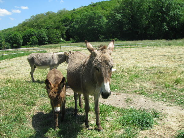 la famille ânes la famille ânes