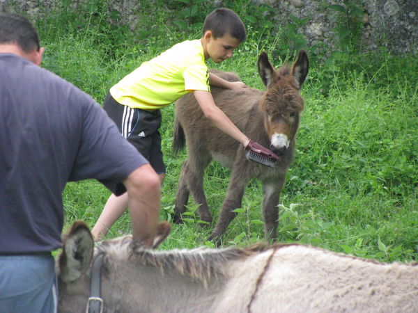 soin des &acirc;nes, on brosse aussi le b&eacute;b&eacute;
