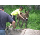 soin des &acirc;nes, on brosse aussi le b&eacute;b&eacute;