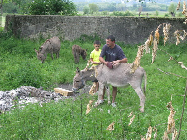 soin des ânes, brossage des robes soin des ânes, brossage des robes