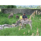 soin des &acirc;nes, brossage des robes