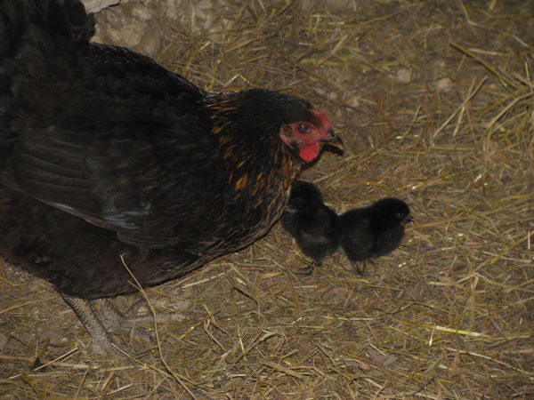 des jumeaux au poulailler !