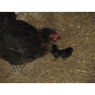 des jumeaux au poulailler !