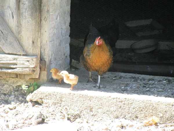 et les deux derniers n&eacute;s