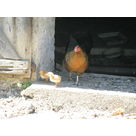 et les deux derniers n&eacute;s