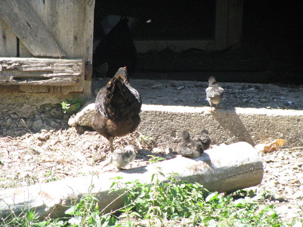 les poussins noirs ont d&eacute;j&agrave; bien grandi