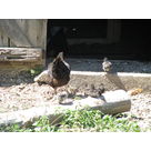 les poussins noirs ont d&eacute;j&agrave; bien grandi