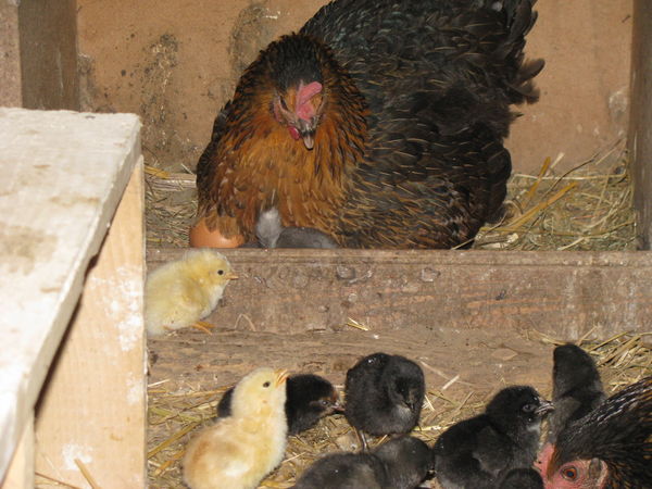 une jolie colonie de poussins