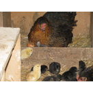 une jolie colonie de poussins