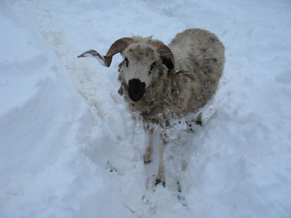 Oedipe se fraye un chemin dans la neige
