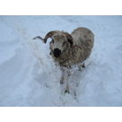Oedipe se fraye un chemin dans la neige
