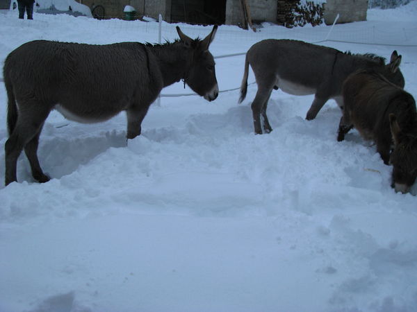Poly, Roxy et Antigone semblent aimer la neige