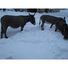 Poly, Roxy et Antigone semblent aimer la neige