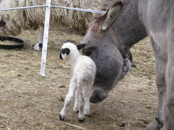 Les Animaux Du Moulin Les Anes Sont Tout Attentifs Au Nouveau Bebe Moulin Piongo