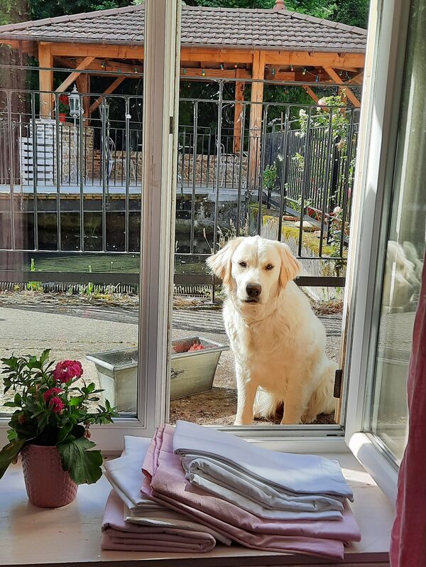 Shelsy ne rentre jamais !