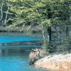 Parc naturel de Chambaran à Roybon (à 20km)