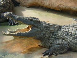 la ferme aux crocodiles (à160km, et 1h40 de route)