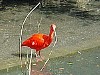 Parc des oiseaux à Villard Les Dombes (à 95km)